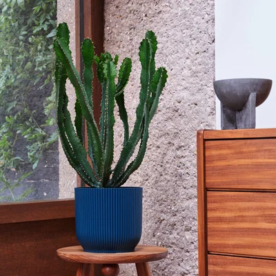 Dunelm Beards & Daisies Euphorbia Triangularis House Plant in Vibes Pot Plastic Teal