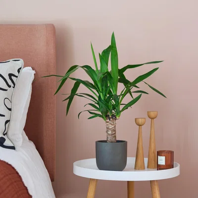 Dunelm Yucca House Plant in Earthenware Pot Earthenware Dark Grey