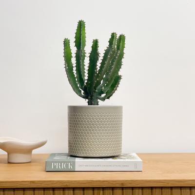 Dunelm Beards & Daisies Euphorbia Triangularis House Plant in Capri Pot Ceramic Light Green