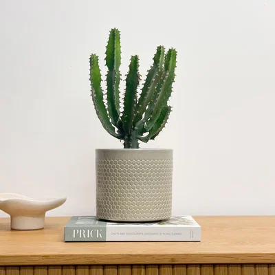 Dunelm Beards & Daisies Euphorbia Triangularis House Plant in Capri Pot Ceramic Light Green