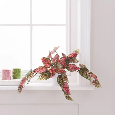Dunelm Artificial Hypoestes in White Plastic Plant Pot Pink