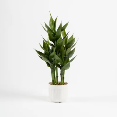 Dunelm Artificial Lucky Bamboo in White Plant Pot