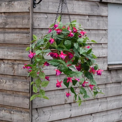Dunelm Artificial Fuchsia Hanging Basket