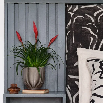 Dunelm Vriesea Astrid House Plant in Ribbed Pot Ceramic Grey