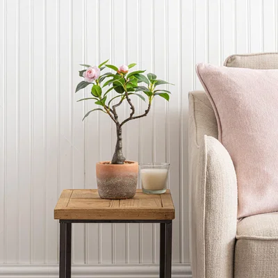 Dunelm Camellia Tree in Terracotta Planter 40cm Pink