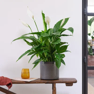 Dunelm Peace Lily House Plant in Capri Pot Ceramic Black