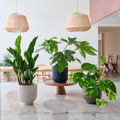 Dunelm New Plant Parent Potted House Plant Bundle MultiColoured