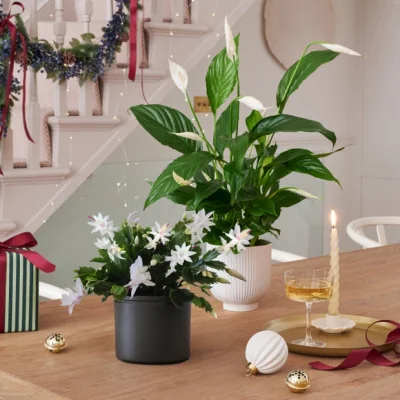 Dunelm Christmas Cactus Peace Lilly Potted House Plant Bundle