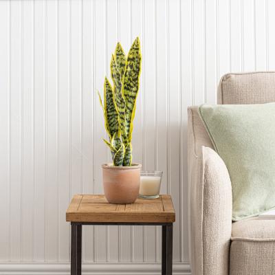 Dunelm Sansevieria in Terracotta Pot Green