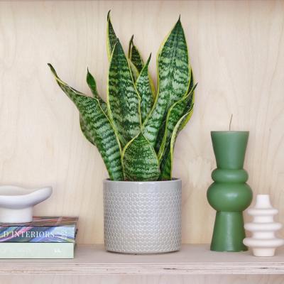 Dunelm Snake House Plant in Capri Pot Ceramic Light Green