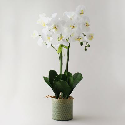 Dunelm Artificial Orchid Cream in Diamond Pot 70cm White
