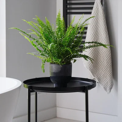 Dunelm Boston Fern House Plant in Ribbed Pot Ceramic Navy