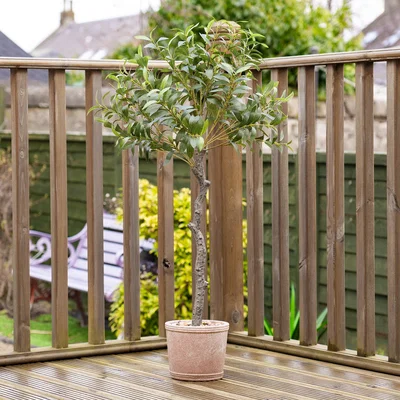 Dunelm Artificial Olive Tree in Rustic Pot Green