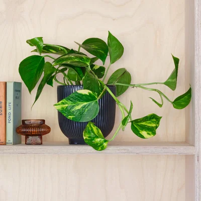 Dunelm Devil's Ivy House Plant in Ribbed Pot Ceramic Navy
