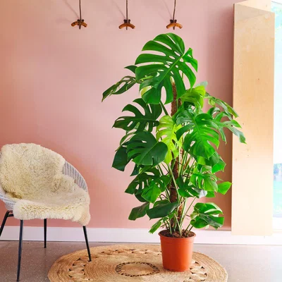 Dunelm Swiss Cheese House Plant Brown