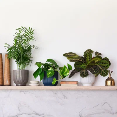 Dunelm Shelfie Potted House Plant Bundle MultiColoured