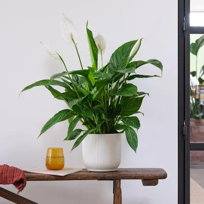 Dunelm Peace Lily House Plant in Elho Pot Plastic White