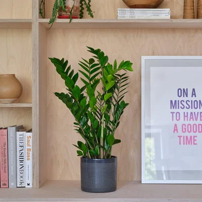 Dunelm ZZ House Plant in Capri Pot Ceramic Black