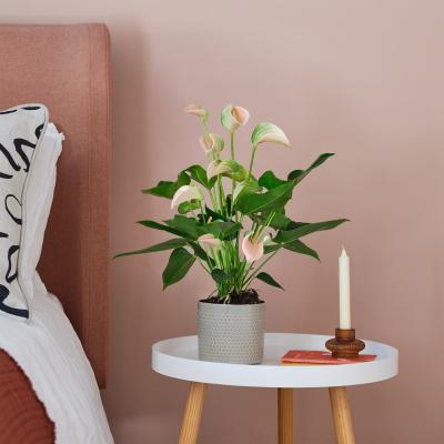 Dunelm Peach Anthurium House Plant in Capri Pot Ceramic Light Green