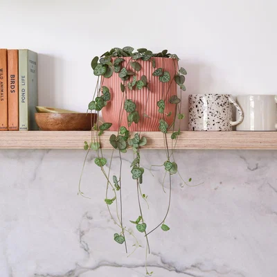 Dunelm String Of Hearts House Plant in Elho Pot Plastic Pink
