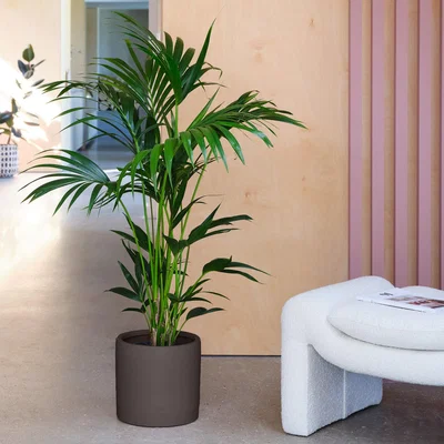 Dunelm Kentia Palm House Plant in Earthenware Pot Earthenware Dark Grey