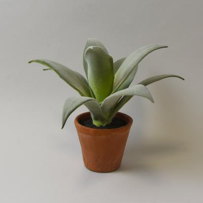 Dunelm Open Succulent Terracotta Pot 22cm Green