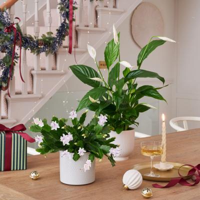 Dunelm Set of 2 Peace Lily & Christmas Cactus House Plants in White Ribbed & Cool Grey Capri Pots