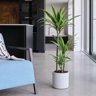 Dunelm Dracaena Lemon & Lime House Plant in Capri Pot Ceramic Light Grey