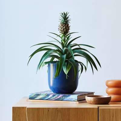 Dunelm Pineapple House Plant in Earthenware Pot Earthenware Blue