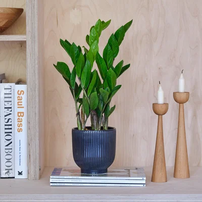 Dunelm ZZ House Plant in Ribbed Pot Ceramic Navy