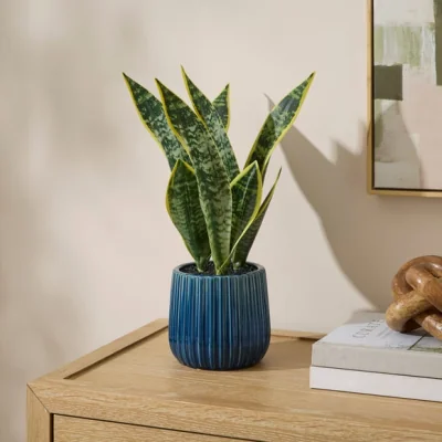 Dunelm Artificial Snake Plant in Ribbed Blue Glazed Ceramic Plant Pot