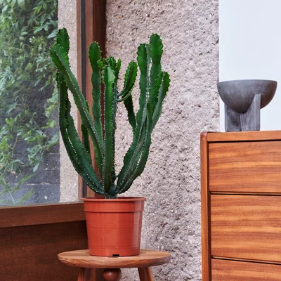 Dunelm Beards & Daisies Euphorbia Triangularis House Plant Green