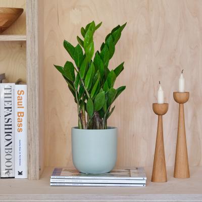 Dunelm ZZ House Plant in Earthenware Pot Earthenware Mint