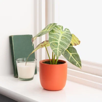 Dunelm Alocasia in Orange Pot Orange/Green