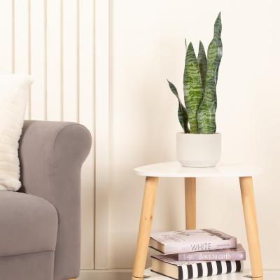 Dunelm Artificial Sansevieria Plant in Cream Cement Plant Pot Green