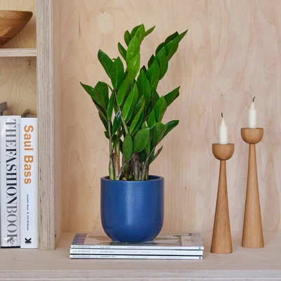 Dunelm ZZ House Plant in Earthenware Pot Earthenware Blue