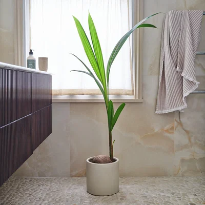 Dunelm Beards & Daisies Coconut Palm House Plant in Earthenware Pot Earthenware Oyster