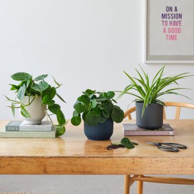 Dunelm Propagation Potted House Plant Bundle MultiColoured