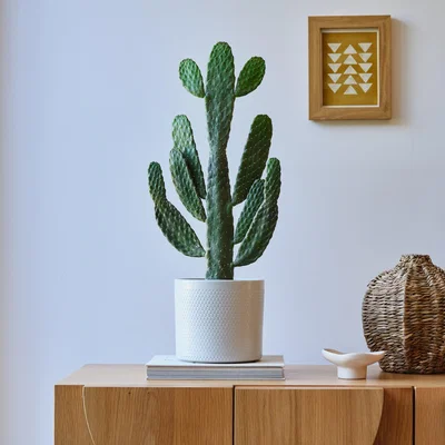 Dunelm Cowboy Cactus House Plant in Capri Pot Ceramic Light Grey