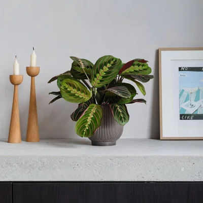 Dunelm Prayer House Plant in Ribbed Pot Ceramic Grey
