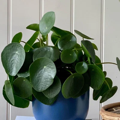 Dunelm Good Fortune Potted House Plant Bundle Earthenware Blue