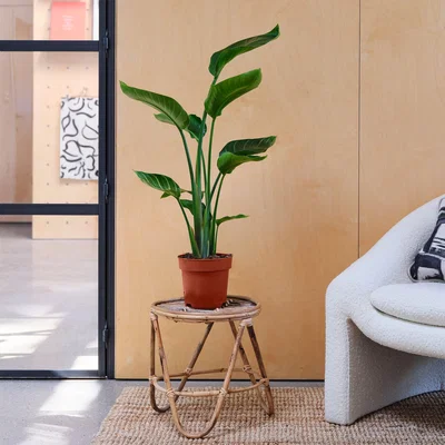Dunelm Bird Of Paradise House Plant Brown