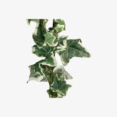 Dunelm Artificial Holland Ivy Variegated Garland 182cm Green