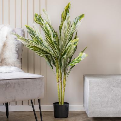 Dunelm 150cm Variegated Alpinia Plant Green