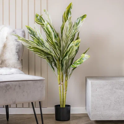 Dunelm 150cm Variegated Alpinia Plant Green