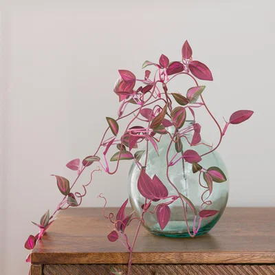 Dunelm Artificial Tradescantia Vine Stem Purple