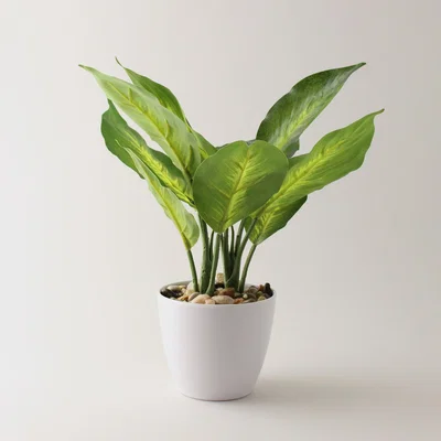 Dunelm Artificial Dieffenbachia in White Pot 34cm Green and White