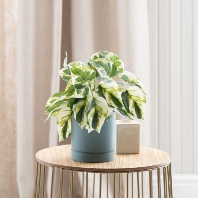 Dunelm Artificial Devils Ivy in Pacific Pot Green