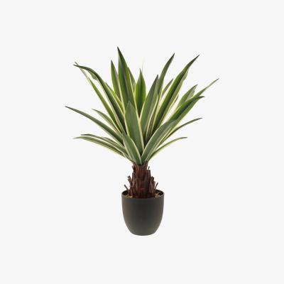 Dunelm Dracaena Plant 62cm Green Green
