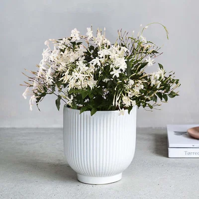 Dunelm Jasmine House Plant in Ribbed Ceramic Pot Ceramic White